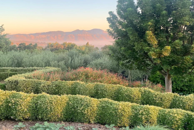 Grass Path with hedges